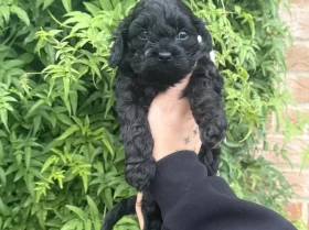 Chihuahua