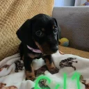 Dachshund (Smooth Haired)