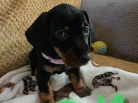 Dachshund (Smooth Haired)