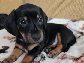 Dachshund (Smooth Haired)
