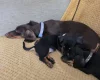 Dachshund (Smooth Haired)