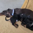 Dachshund (Smooth Haired)