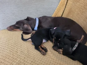 Dachshund (Smooth Haired)