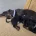Dachshund (Smooth Haired)