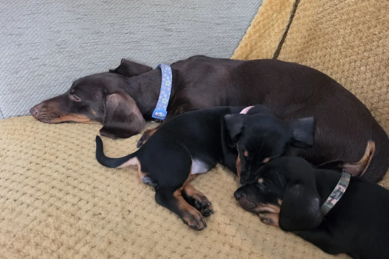 Dachshund (Smooth Haired)