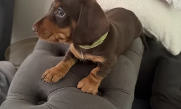 Dachshund (Miniature Smooth Haired)