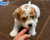 Mixed Breed