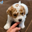 Mixed Breed