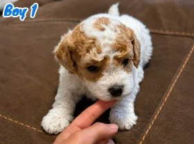 Mixed Breed