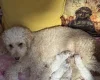 Mixed Breed