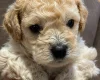 Mixed Breed