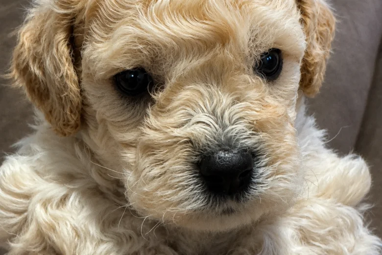 Mixed Breed