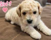 Mixed Breed