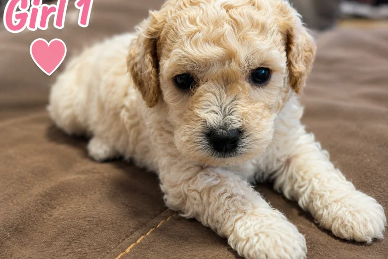 Mixed Breed
