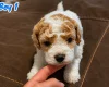 Mixed Breed