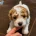 Mixed Breed