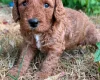 Cockapoo