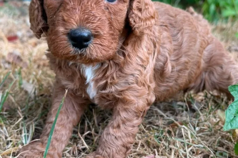 Cockapoo