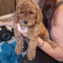 Cockapoo