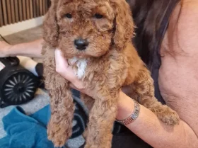 Cockapoo