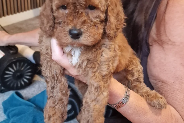 Cockapoo