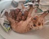 Cockapoo