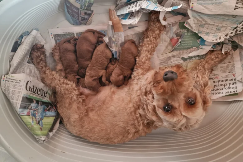 Cockapoo
