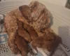 Cockapoo