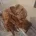 Cockapoo