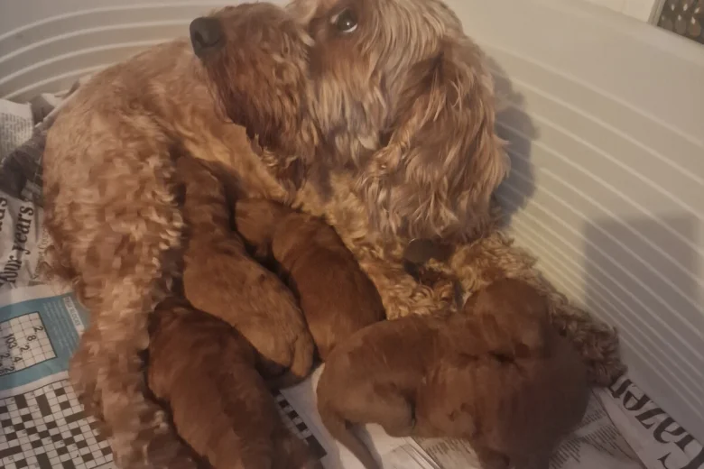 Cockapoo