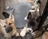 Akita