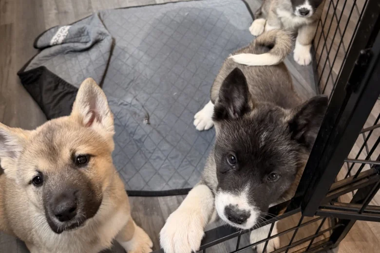 Akita