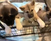 Akita