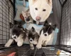 Akita