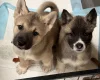 Akita