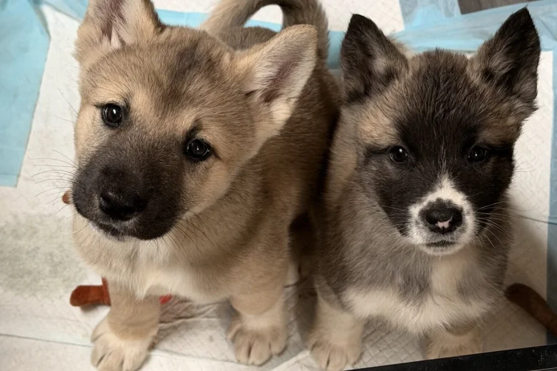 Akita