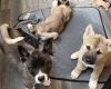 Akita