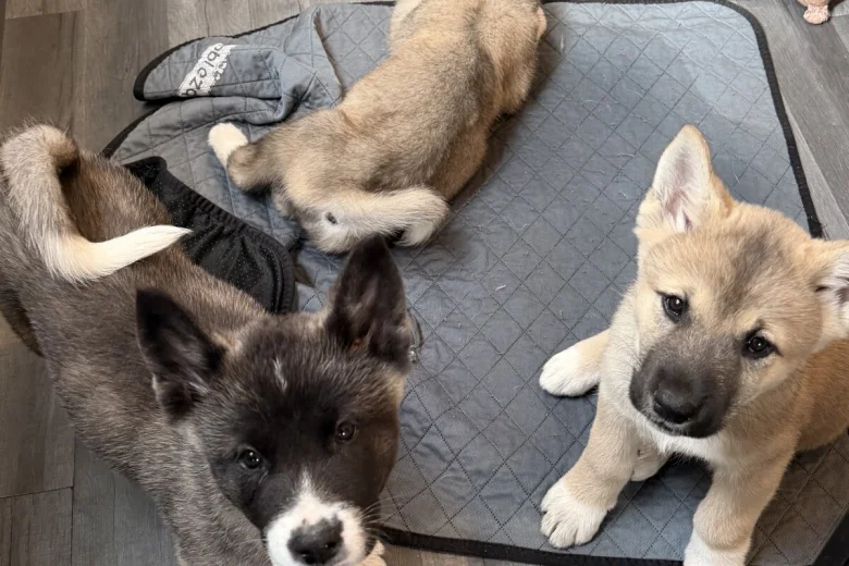 Akita