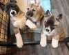 Akita
