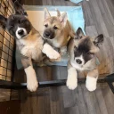 Akita