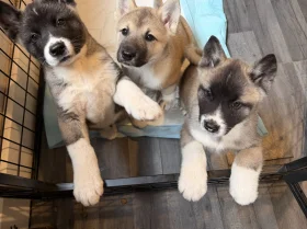 Akita