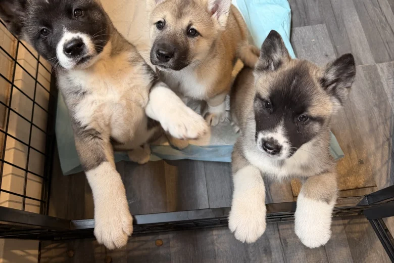 Akita