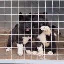 Akita