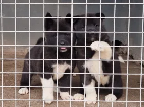Akita
