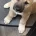 Akita