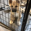 Akita