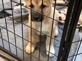 Akita