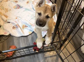 Akita