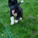 Akita