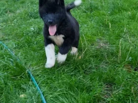 Akita